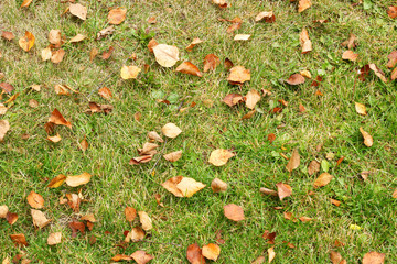 Autumn birch leaves on the grass