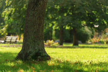old maple tree with leaves on the ground