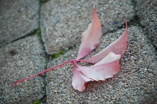 d&eacute;tail feuille de lierre rouge sur le sol, dans un jardin