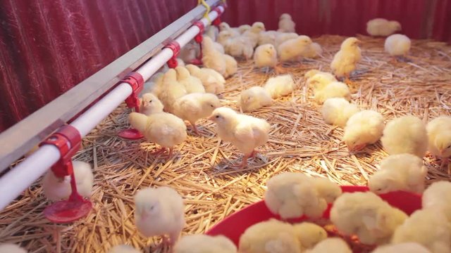 New Born Baby Chicks at Farm