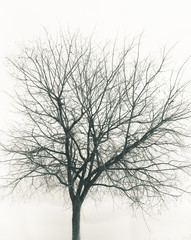 Lonely tree in winter