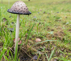 Pilz in der Natur