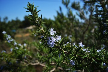 rosemary