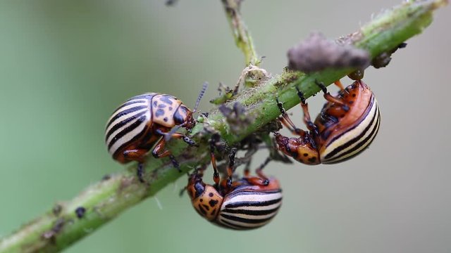 Colorado potato beetles, plant pest, insects vermin. Colorado beetles on potato plant