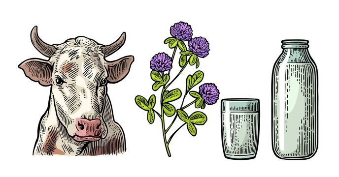 Set Milk farm. Cow head, clover, glass and bottle.
