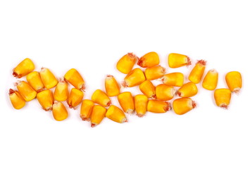 grains of ripe corn isolated on white