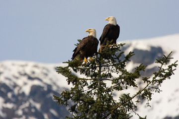 Alaska Bald Eagles