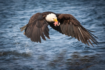Bald Eagle in flight