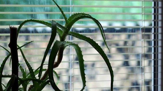 Aloe flower stands on the windowsill