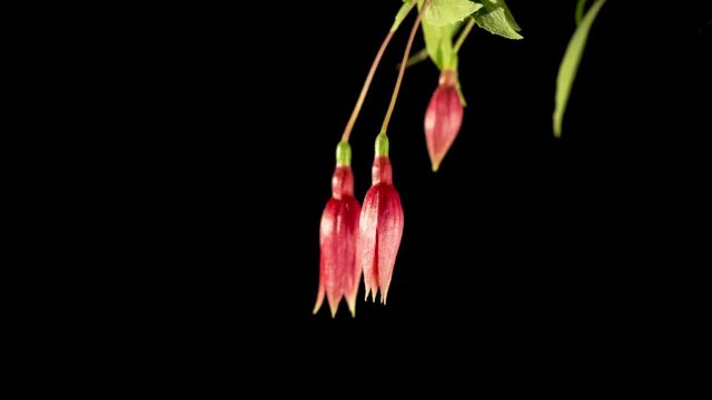 time lapse of pink and purple fuchsia flowers blooming
