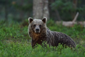 Fototapeta premium brown bear in forest at night. bear glance. wild animal. animal at night.