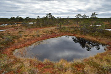 Bog landscape in autumn, bog pools, pond.