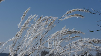 Winterland 4