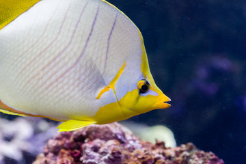 Poisson Papillon à chevrons