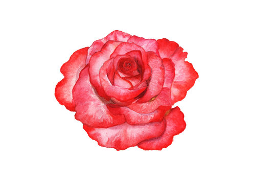Red rose on white background. Watercolor Hand Drawn