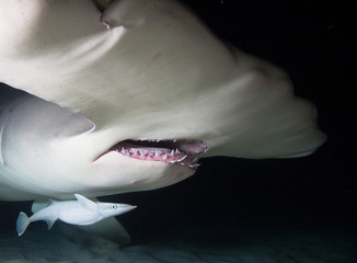 Jaws of Great Hammerhead Shark.