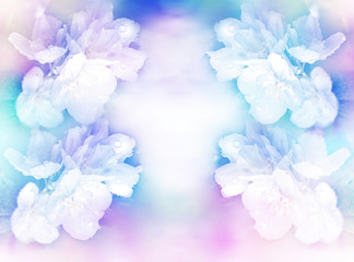 White jasmine The branch delicate spring flowers