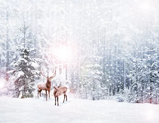 Meubelstickers bos in de vorst. Winterlandschap. Besneeuwde bomen. hert © alenalihacheva