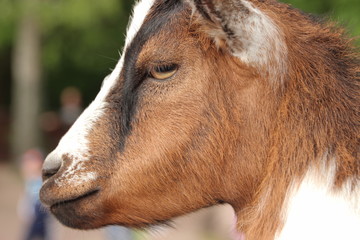 chèvre