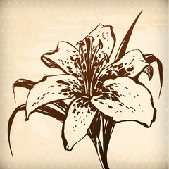 Vector floral lilly background. Hand drawn graphic for your design. All elements were placed in clipping mask and are easy to edit - obrazy, fototapety, plakaty