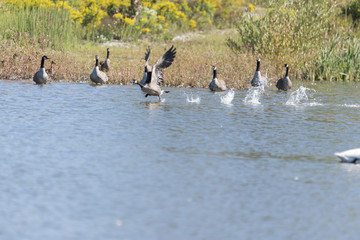 Geese in flight