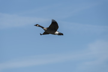 Geese in flight