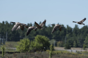 Geese in flight