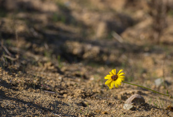 Single Yellow Daisy Flower In Desert, San Diego California