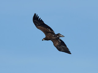White-tailed eagle (Haliaeetus albicilla)