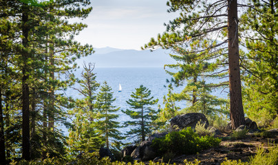 Sail boat at Lake Tahoe framed by tree branches