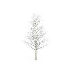 large poplar tree without leaves. Isolated over white. 3D illustration