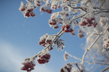 Winter, Rowan berries in the frost, snow, Seasons