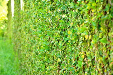 Green creeper on cement wall