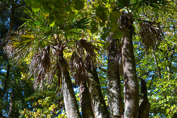 Park z roślinami tropikalnymi © Senatorek