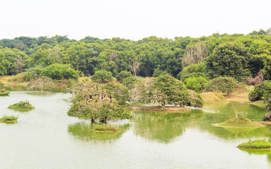Wonderful trees within a beautiful pond