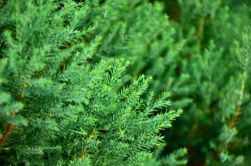 Fototapeta premium Close up texture of small green leaves Chinese Arborvitae or Orientali Arborvitae, Science name as Thuja orientalis Endl