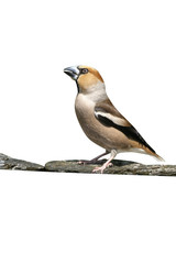 Hawfinch, Coccothraustes coccothrauste,