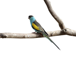 Hooded parrot, Psephotus dissimilis