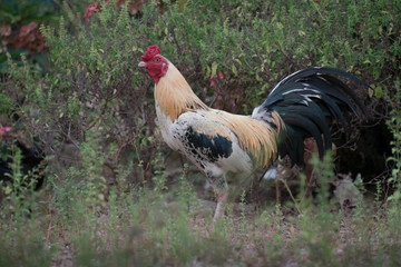 gamecock yellow and black tail on green nature background