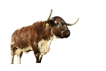 Longhorn cattle