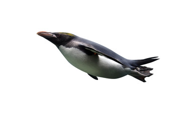 Macaroni penguin, Eudyptes chrysolophus © Erni