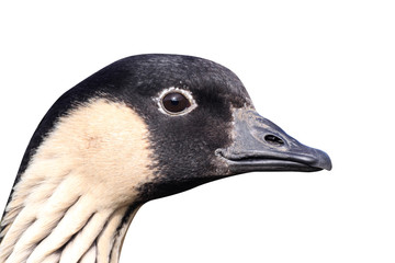 Nene or Hawaiian Goose, Branta sandvicensis