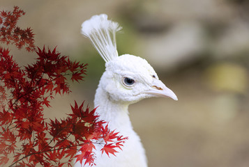 Paon blanc au zoo et érable asiatique rouge