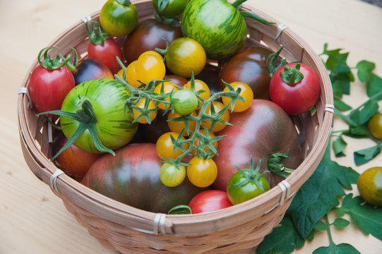 Tomaten bund