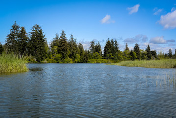 Naklejka premium Chehalis River Surge