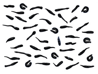 Many shiny black leeches, isolated on white background