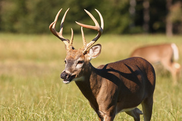 Trophy Whitetail Deer Buck