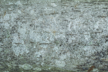 Background Cortex tree alder