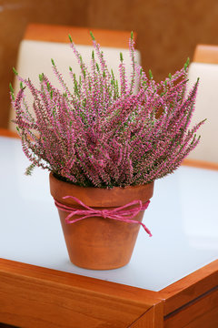 Calluna vulgaris Angie in a pot