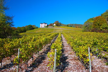 Fototapeta na wymiar Vignoble de Savoie-Monterminod